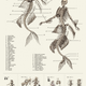 Illustration for article titled Mythological creatures are cooler when theyre anatomically correct